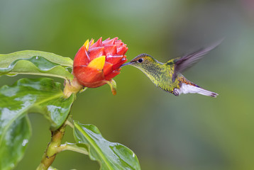 Coppery-headed Emerald - Elvira cupreiceps, beautiful small green hummingbird from Costa Rica La Paz.