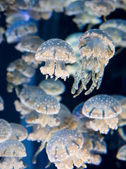 Jellyfish, S.E.A. Aquarium,  Singapore