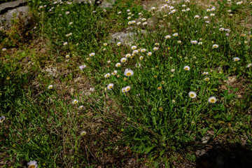 A view Zilker Botanical Garden in Austin TX in Spring time