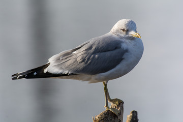 Sea gull on a branch