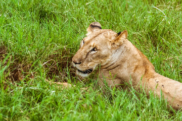 Lioness in the grass