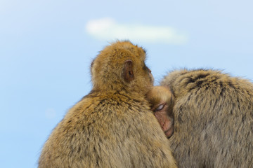 Gibraltar monkey family