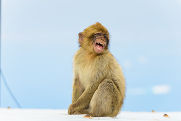 The Gibraltar Monkey