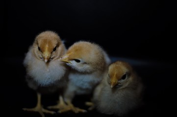 Three Mischievous Chicks 