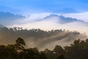 morning fog in dense tropical rainforest, kaeng krachan, thailand