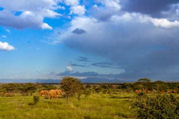 Herd of elephants in the african savannah