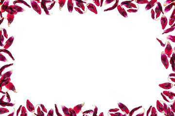 Red  withered tulip petals arranged as a frame