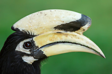 hornbill head © PRASERT