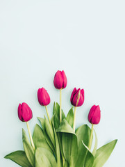 Spring minimal background. Layout with pink tulip flowers on blue background. Flat lay, top view with copy space.