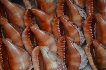 Coquillages de Zanzibar