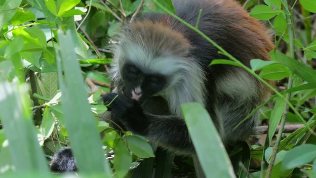 Red Colobus Monkey (Procolobus kirkii) in Jozani Forest on island of Zanzibar, Tanzania, Africa. Close up of feeding on leaves and fruits.