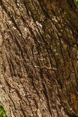 Close up of Tree Bark