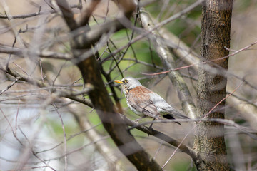 fieldfare is hiding in the branches