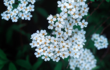 White flowers. Spring background for design