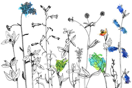 Background with drawing herbs and flowers