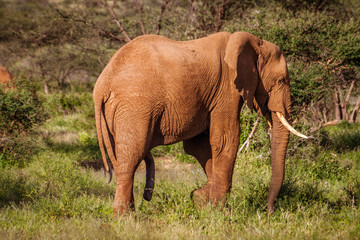 Single adult elephant in bush