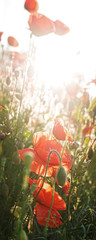 Vertikales Panorama mit bl&uuml;hendem roten Klatschmohn bei Sonnenaufgang