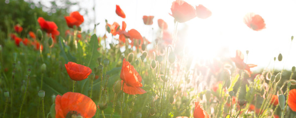 Obraz premium Panorama czerwonych maków o wschodzie słońca w zielonej łące