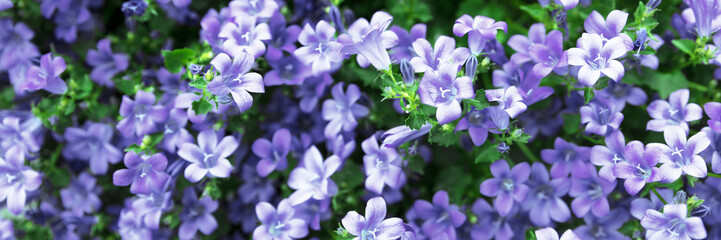 Panorama violette oder blaue Polster Glockenblume, horizontaler Bildausschnitt