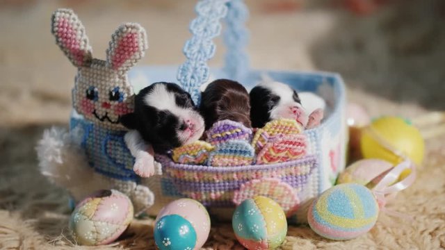 Funny puppies in a basket with a decorative rabbit, next to the Easter eggs. Preparation for Easter and favorite pets