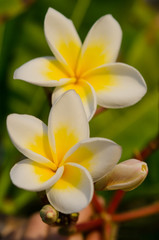Fototapeta na wymiar white beautiful flowers on nature background. Spring
