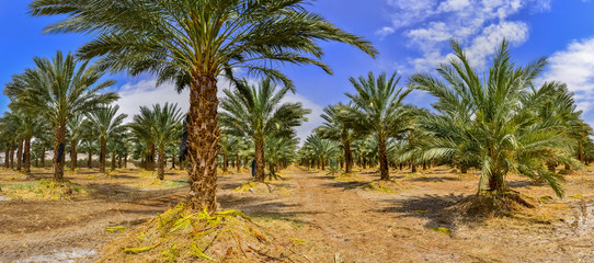 Obraz premium Panoramic image of plantation of date palms that have an important place in advanced desert agriculture in the Middle East