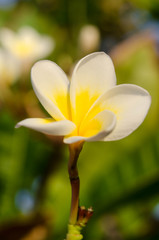 Obraz premium white beautiful flower on nature background. Spring