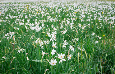 Fototapeta premium Wild white narcissuses blooming on green spring meadow field