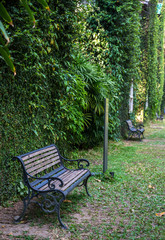 Wood bench in green field and house covered with green ivy