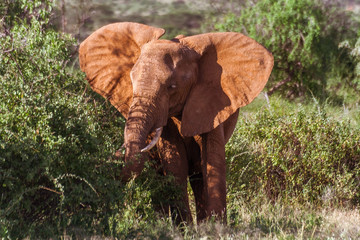 Naklejka na ściany i meble Single adult elephant in bush