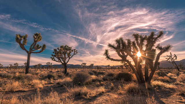 Sunset on the desert landscape in Joshua Tree National Park, California