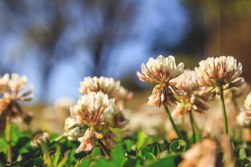 White clover flowers on sunny day with blue sky in a park