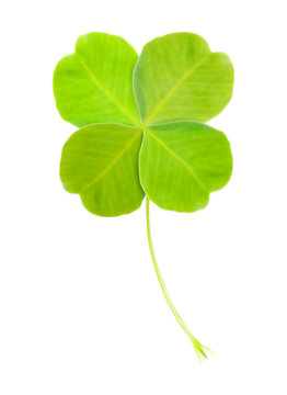 Realistic vector illustration of green clover leaf on white background