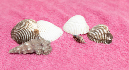 sea shell on pink background