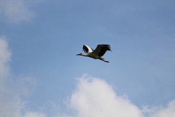 Storch im Steigflug