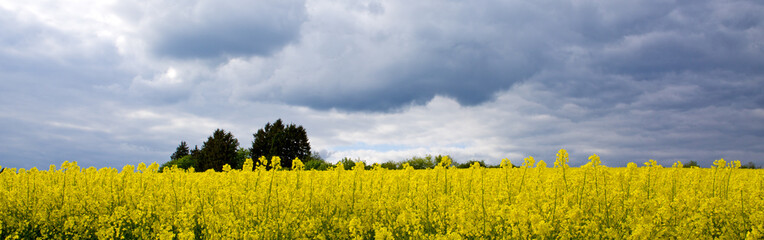 Obraz premium Rape flowers and gray clouds .