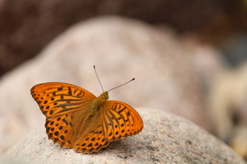 Fototapeta na wymiar Schmetterling auf Stein