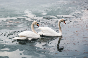 Two large beautiful white swans swim on the lake part of which is covered with ice