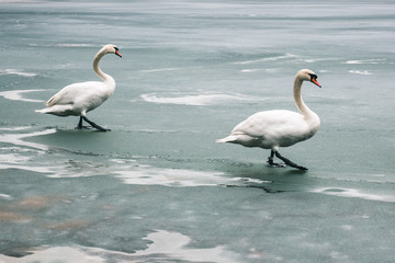 Two large beautiful white swans walk on the ice covered lake