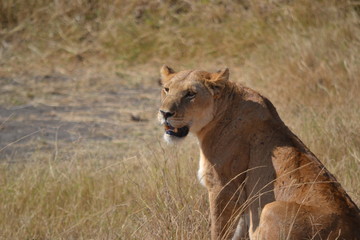 Lionne du Serengeti
