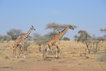 Obraz na płótnie Canvas Girafe du Serengeti