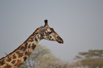 Girafe du Serengeti