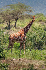 African giraffe, Maasai Mara Game Reserve, Kenya