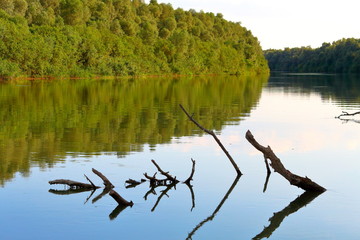 Big driftwood (snag) in the water. Dry fallen tree in the river. Summer landscape of the Danube River.