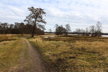 Fototapeta premium Swamp national park the biesbosch in the Netherlands in autumn