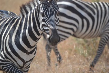 Zèbre du Serengeti
