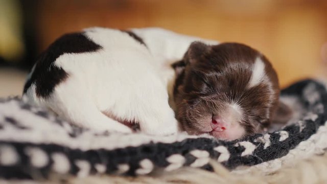 A newborn puppy is sleeping sweetly in a sock. Carefree and defenseless pet