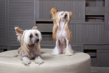 Две китайские хохлатые собаки сидят на диване - obrazy, fototapety, plakaty