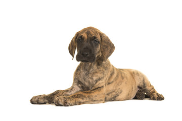 Cute brindle great dane puppy lying down isolated on a white background