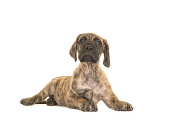 Cute brindle great dane puppy lying down looking up isolated on a white background